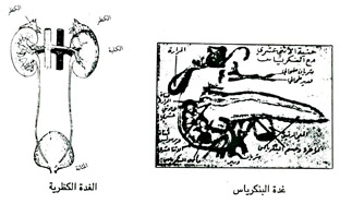 غدة البنكرياس / الغدة الكظريه